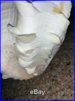 Tridacna Squamosa Gigas Fluted Clam Shell LIGHT Vintage GORGEOUS