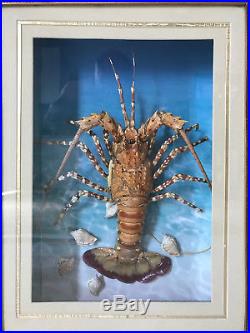 Vintage Lobster Taxidermy Lighted Display